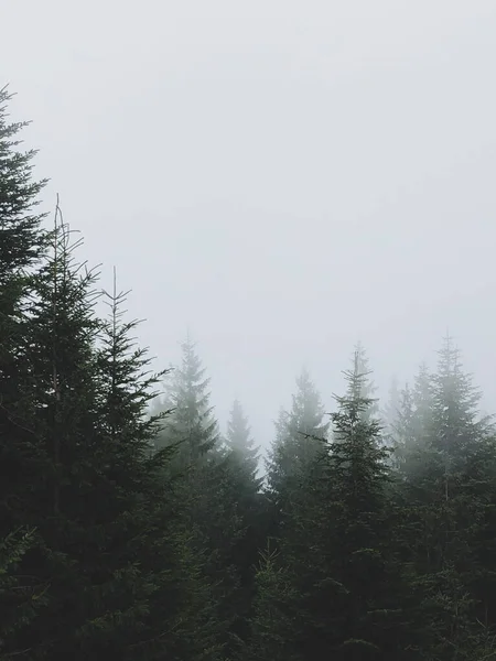 Karpatlar, Ukrayna 'da köknar ormanı olan sisli bir manzara.