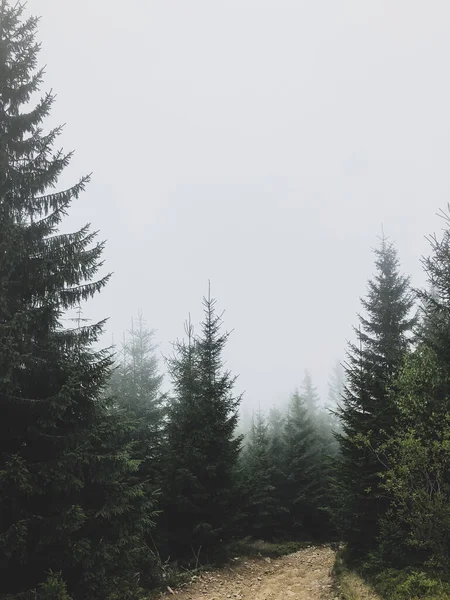 Karpatlar, Ukrayna 'da köknar ormanı olan sisli bir manzara.