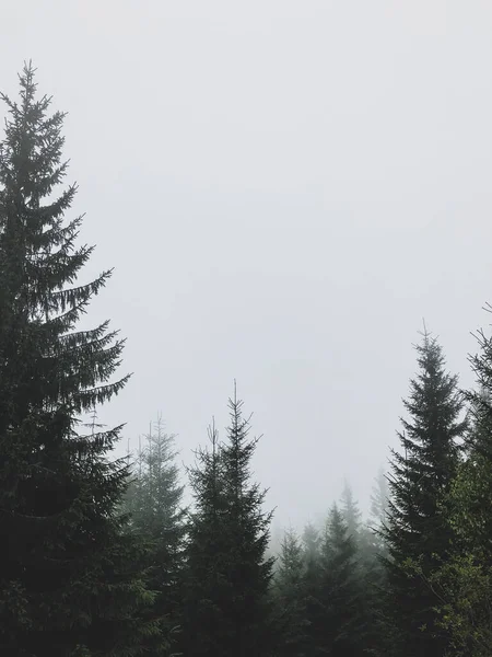 Karpatlar, Ukrayna 'da köknar ormanı olan sisli bir manzara.