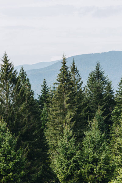 Живописный пейзаж с еловым лесом в Карпатах, Украина
