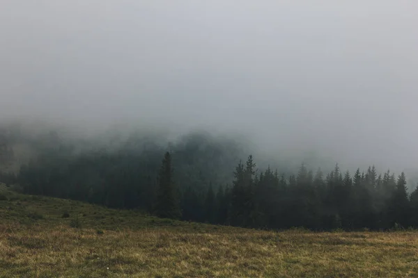 Туманный Пейзаж Еловым Лесом Карпатах Украина — стоковое фото