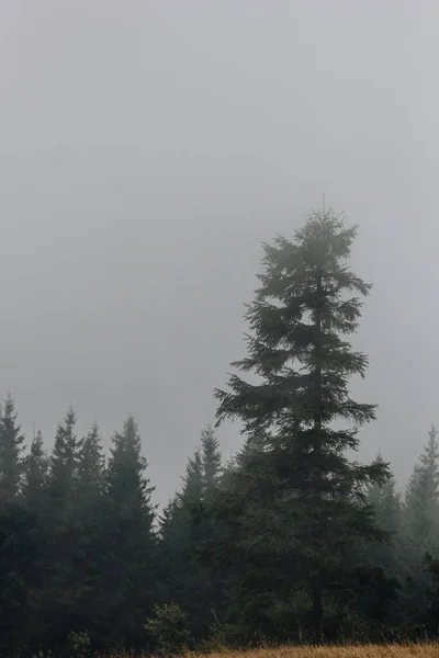 Туманный Пейзаж Еловым Лесом Карпатах Украина — стоковое фото