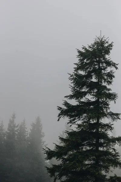 Karpatlar, Ukrayna 'da köknar ormanı olan sisli bir manzara.
