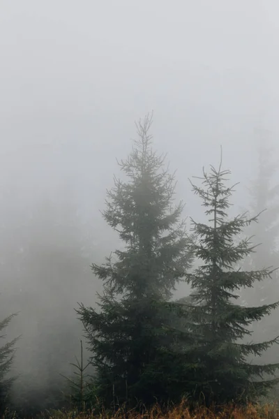 Foggy Landscape Fir Forest Carpathians Ukraine — Stock Photo, Image