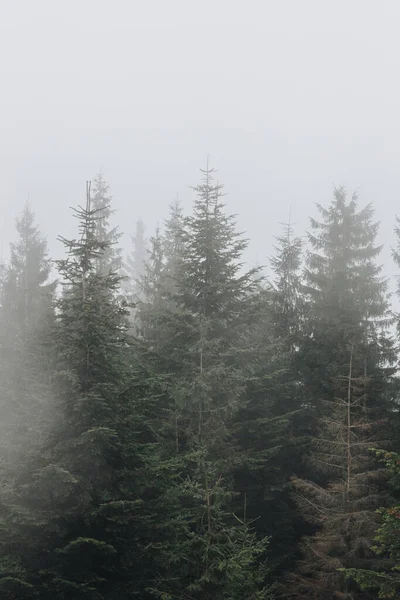 Karpatlar, Ukrayna 'da köknar ormanı olan sisli bir manzara.