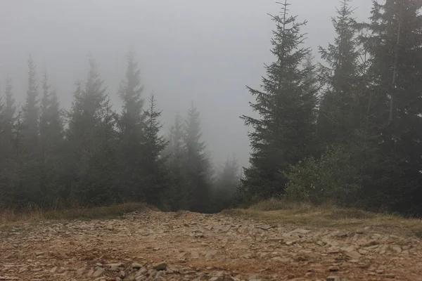 Karpatlar, Ukrayna 'da köknar ormanı olan sisli bir manzara.