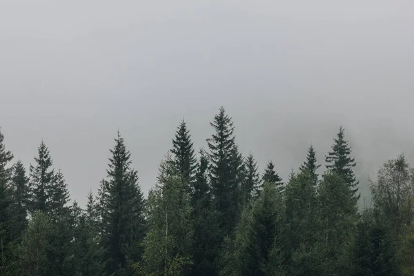 Karpatlar, Ukrayna 'da köknar ormanı olan sisli bir manzara.