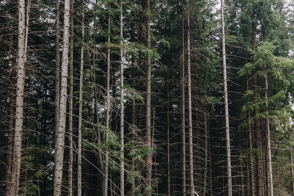 Schilderachtig Landschap Met Dennenbos Karpaten Oekraïne — Stockfoto