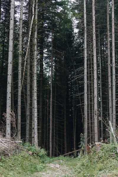 Karpatlar, Ukrayna 'da köknar ormanıyla pitoresk manzara