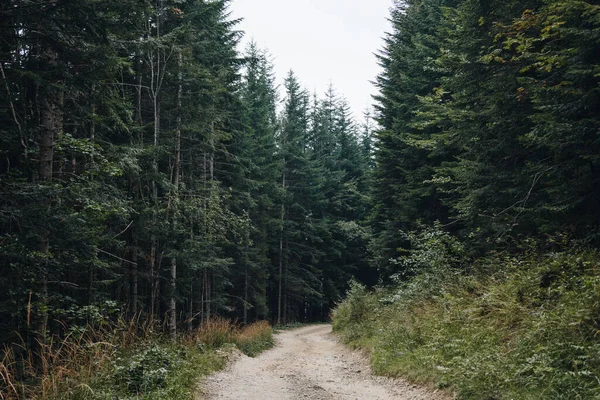 Paysage Pittoresque Avec Sentier Travers Forêt Pins Dans Les Carpates — Photo