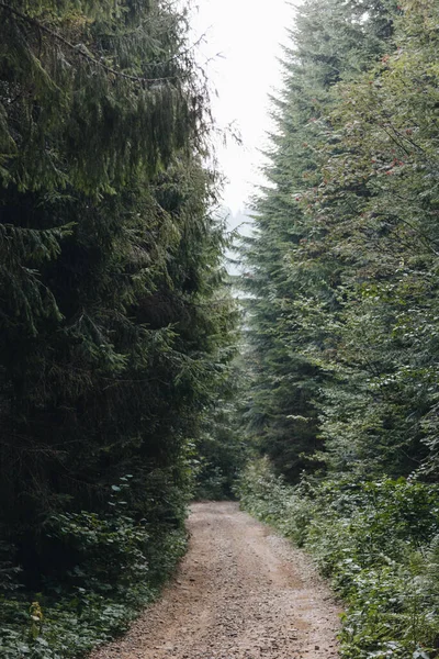 Karpatlar, Ukrayna 'daki çam ormanları boyunca uzanan resimli bir manzara.