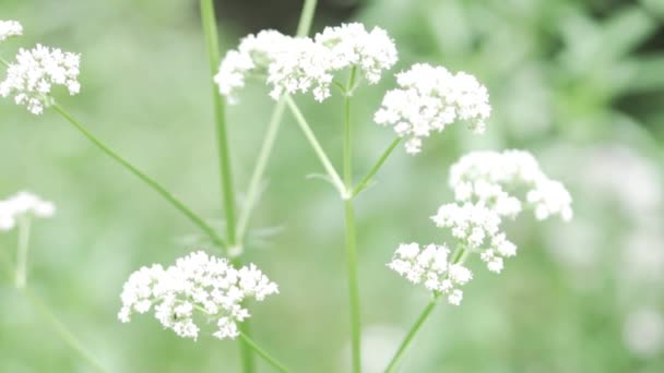 Белый полевой цветок на фоне травы. макро — стоковое видео