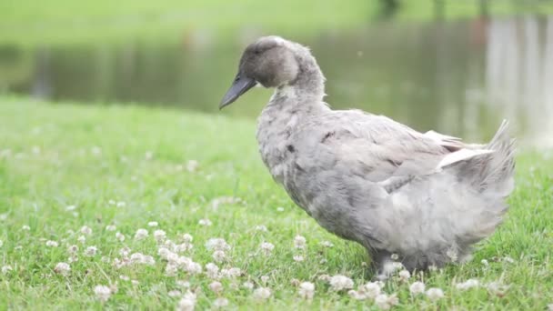 A kacsa tisztítja a toll, tó közelében — Stock videók