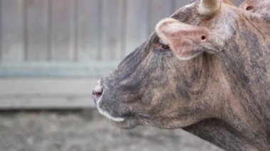 boğa yürüme tükenmez kalemle