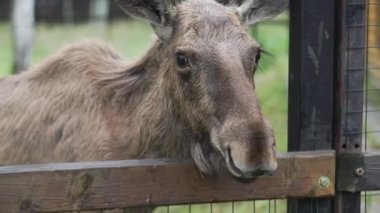 Küçük geyik standları ve mesafe içine görünüyor