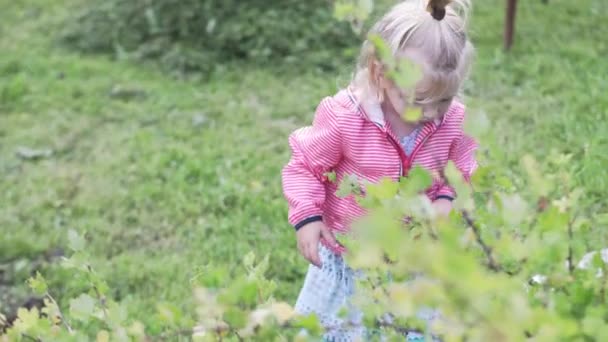 The little girl collects gooseberries — Stock Video