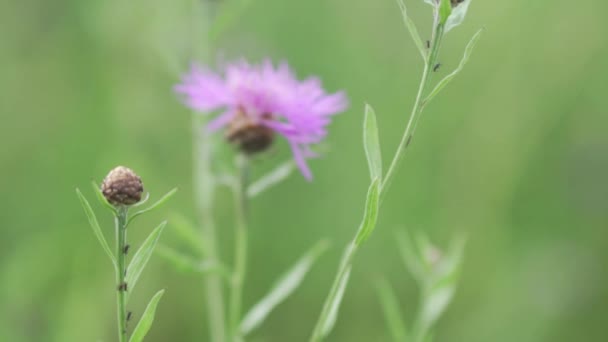 Une fleur de champ de couleur violette agite dans le champ — Video