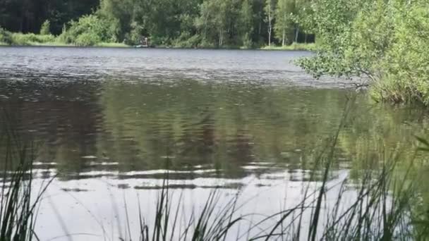 Lago en el bosque. el agua vacila ligeramente del viento — Vídeo de stock