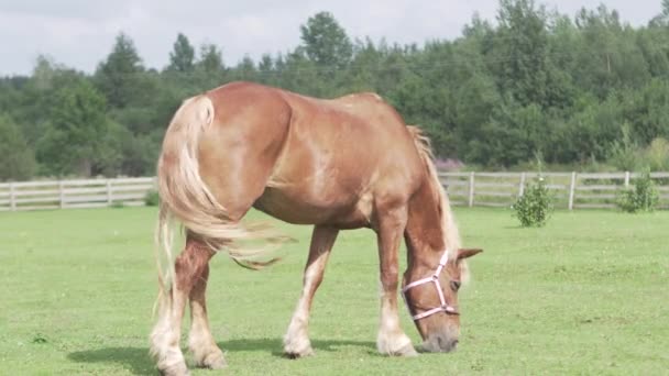 一匹大红马走在田野上 马在吃草 马很整洁 Shorstka 在阳光下发光 — 图库视频影像