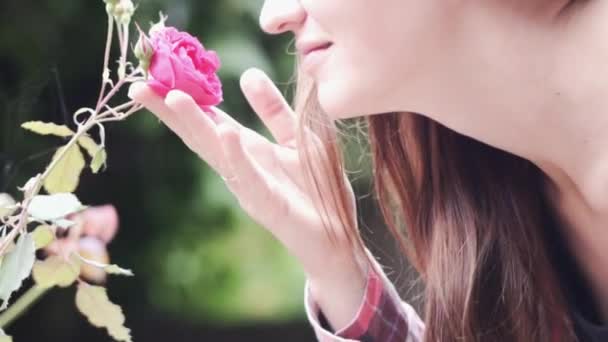 Uma rosa arbusto subiu acenando ao vento — Vídeo de Stock