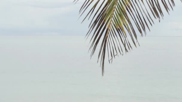 Na skraju liść palmowy i morze za tło. — Wideo stockowe