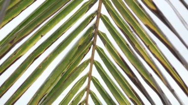 Yakın çekim yeşil palmiye yaprağı. Biraz rüzgar taşır. Sıcak ülkeler. Yaz bir yıl boyunca var. güzel video ve güzel ekran koruyucu