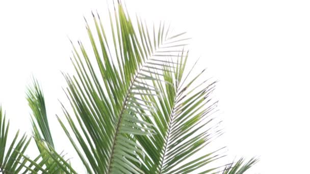 Ein helles Blatt der Palme wiegt sich im Wind — Stockvideo