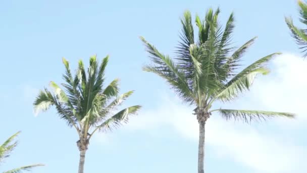 Young palm trees against the background of the sunny sky — Stock Video