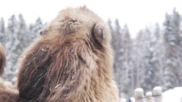 Un camello mira un bosque nevado en invierno . — Vídeos de Stock