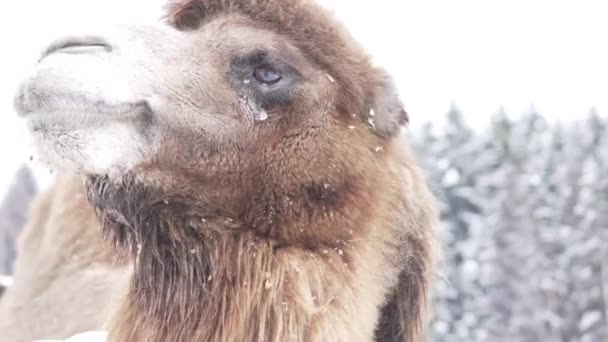 Крупним планом обличчя верблюда. Стоїть надворі взимку — стокове відео