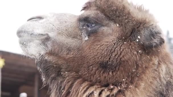 Close-up van het gezicht van een kameel. Hij staat op de boerderijen — Stockvideo