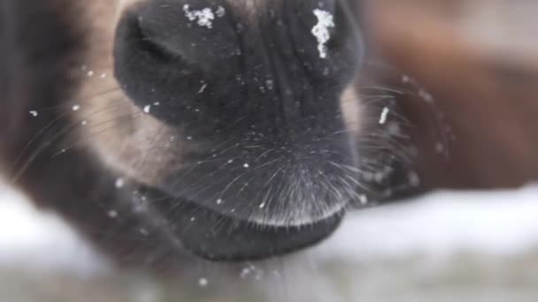 Zeitlupe wie ein Esel öffnet den Mund und lächelt — Stockvideo