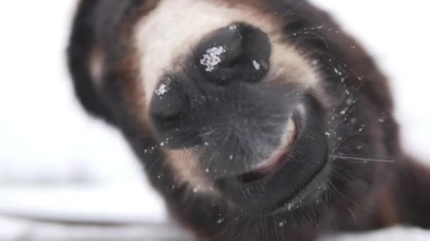 Close-up de um burro é boca . — Vídeo de Stock