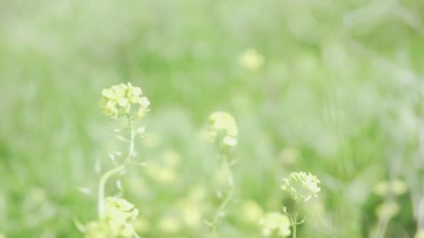 Красивые желтые полевые цветы качаются в густой траве — стоковое видео