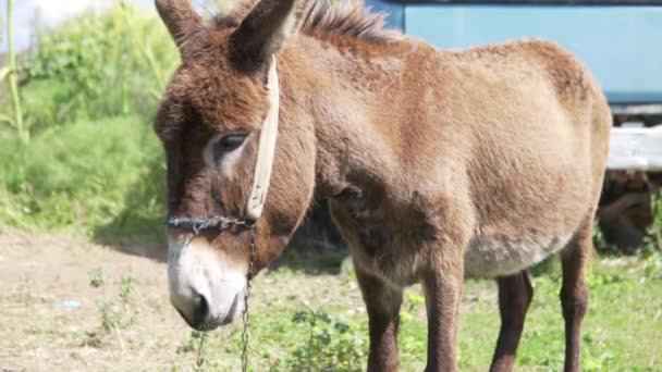 农场里的驴驴的枪口特写镜头 — 图库视频影像