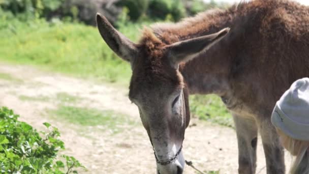 Una niña alimenta a un burro en una granja de burros en las montañas de Chipre — Vídeos de Stock