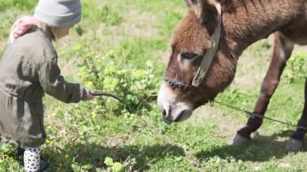Klein meisje voedt een ezel in het veld. — Stockvideo