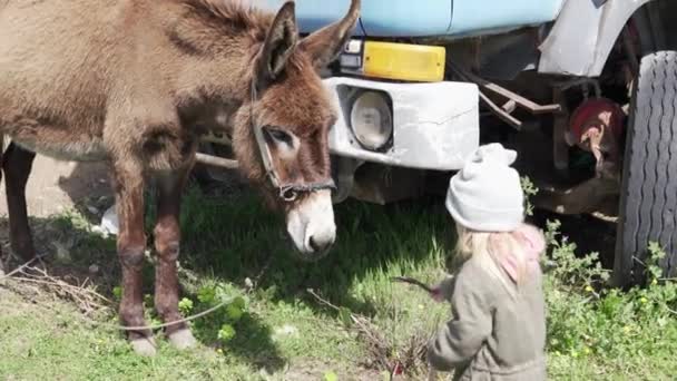 Una niña pequeña trae comida a una cabra de montaña . — Vídeo de stock