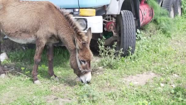 Een ezel is het kauwen van gras in de bergen — Stockvideo