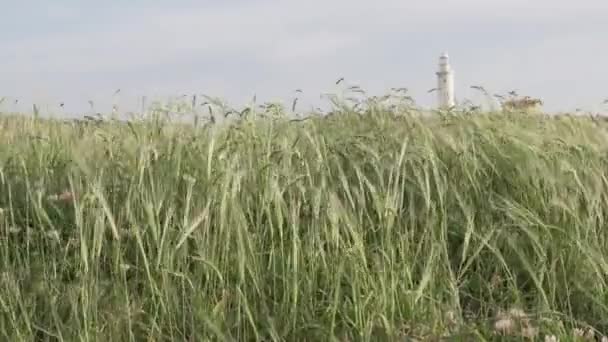 Колючки ржаного владычества красиво висят на ветру — стоковое видео