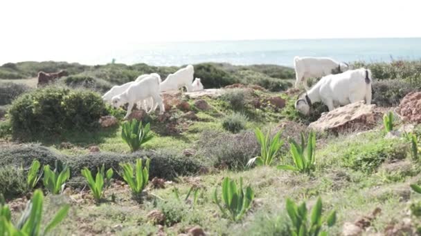 Cabras blancas de montaña pastando en una roca junto al mar — Vídeo de stock