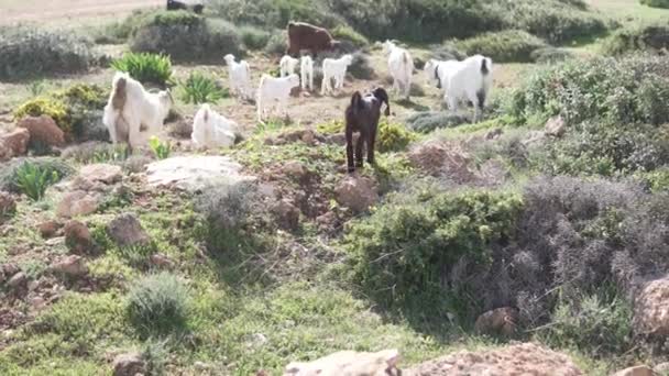 Capre di montagna e pecore pascolano in un prato verde vicino al mare — Video Stock