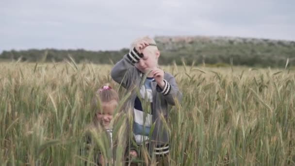 Τα παιδιά παίζουν στο χωράφι με τα αραχκάκια σιταριού. — Αρχείο Βίντεο