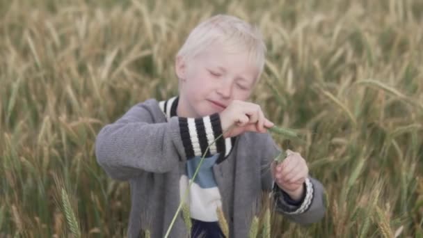Мальчик-альбинос играет с пшеничными шипами в поле . — стоковое видео