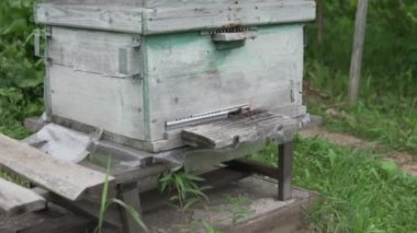 Arılar eski kovanda uçar. Arı çiftliği