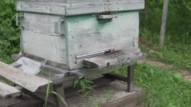 Bees fly at the old hive. Bee farm — Stock Video