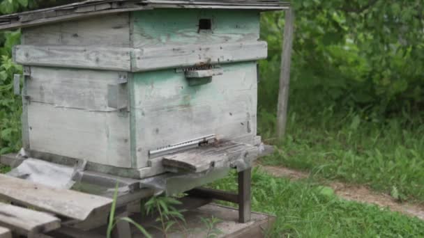 Many bees fly in the hive. — Stock Video