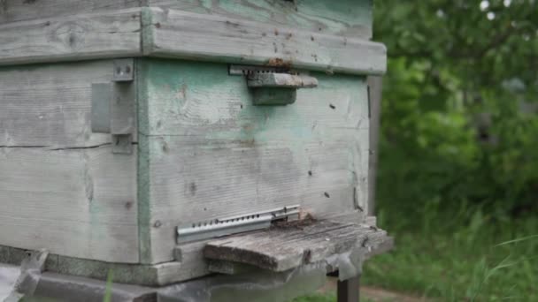 Viele Bienen fliegen zum Stock. — Stockvideo