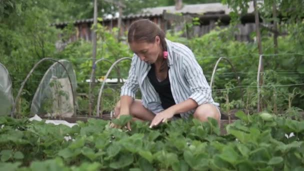 Donna in cerca di fragole in giardino in giardino — Video Stock