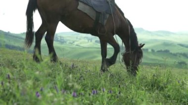 Güzel bir kahverengi at nips ve Altay güzel dağlarda çim çiğner.